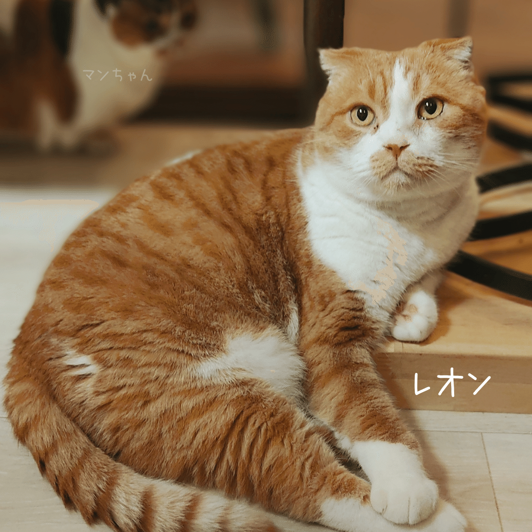 みんなの名前 いきもの画家 Poppo Note