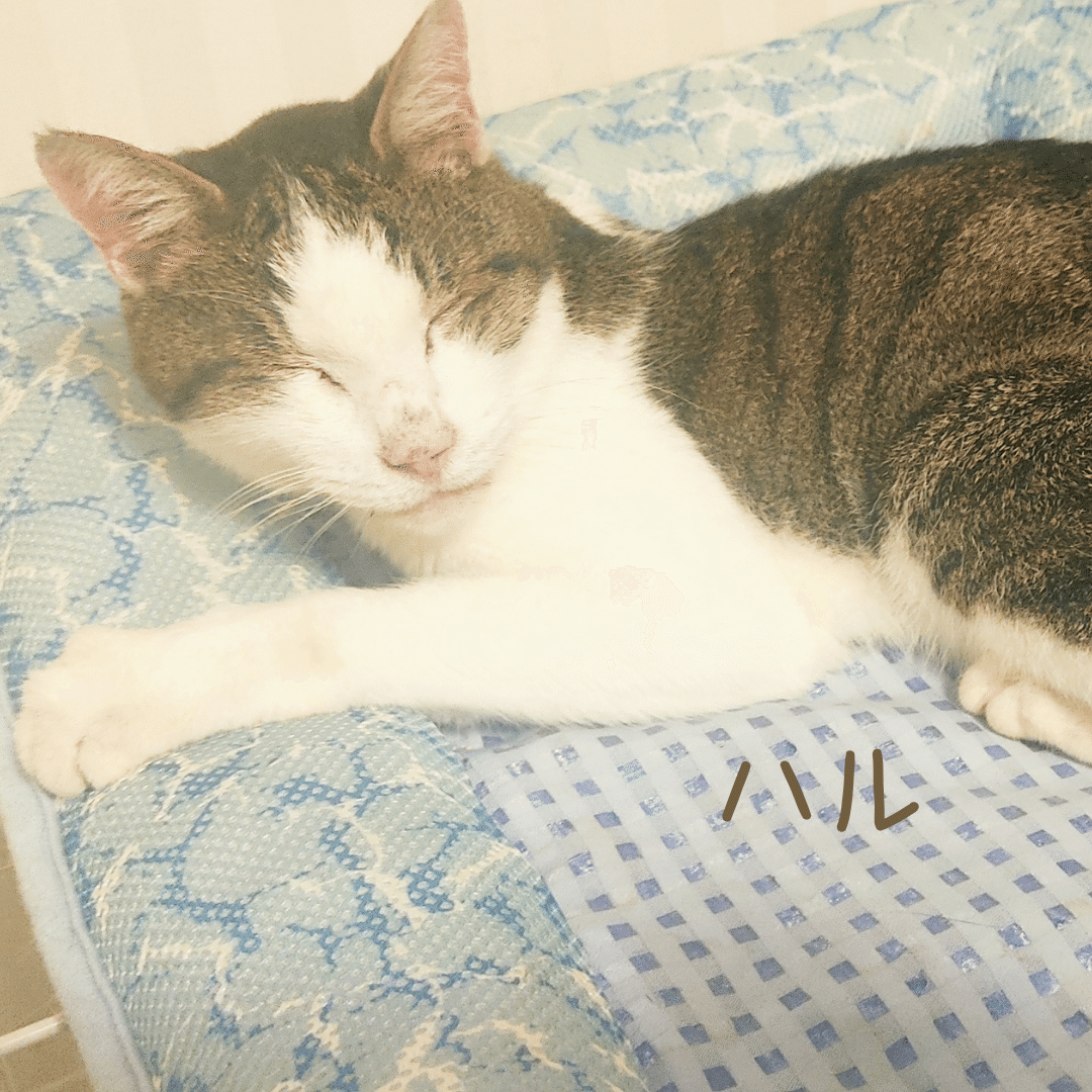 みんなの名前 いきもの画家 Poppo Note