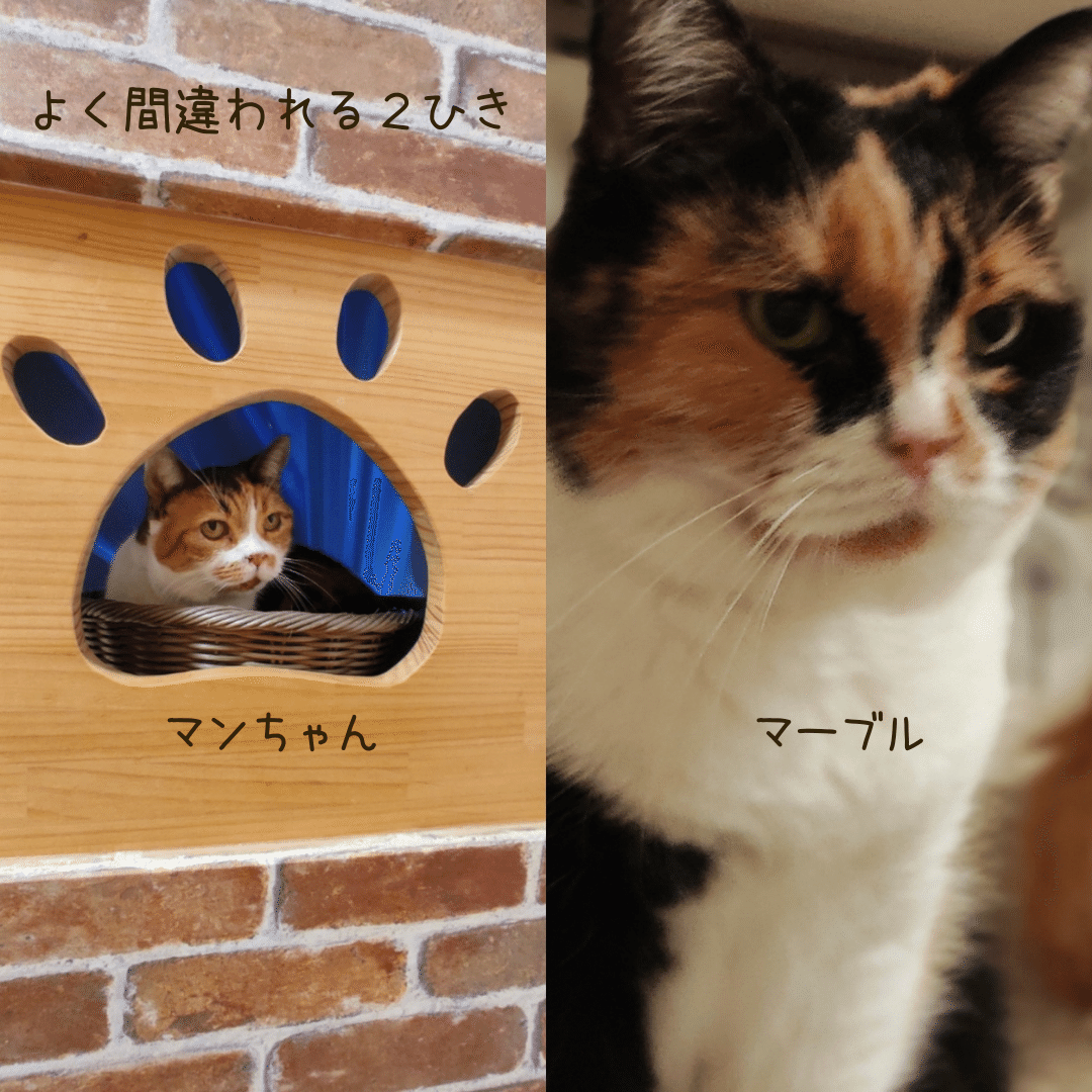 みんなの名前 いきもの画家 Poppo Note