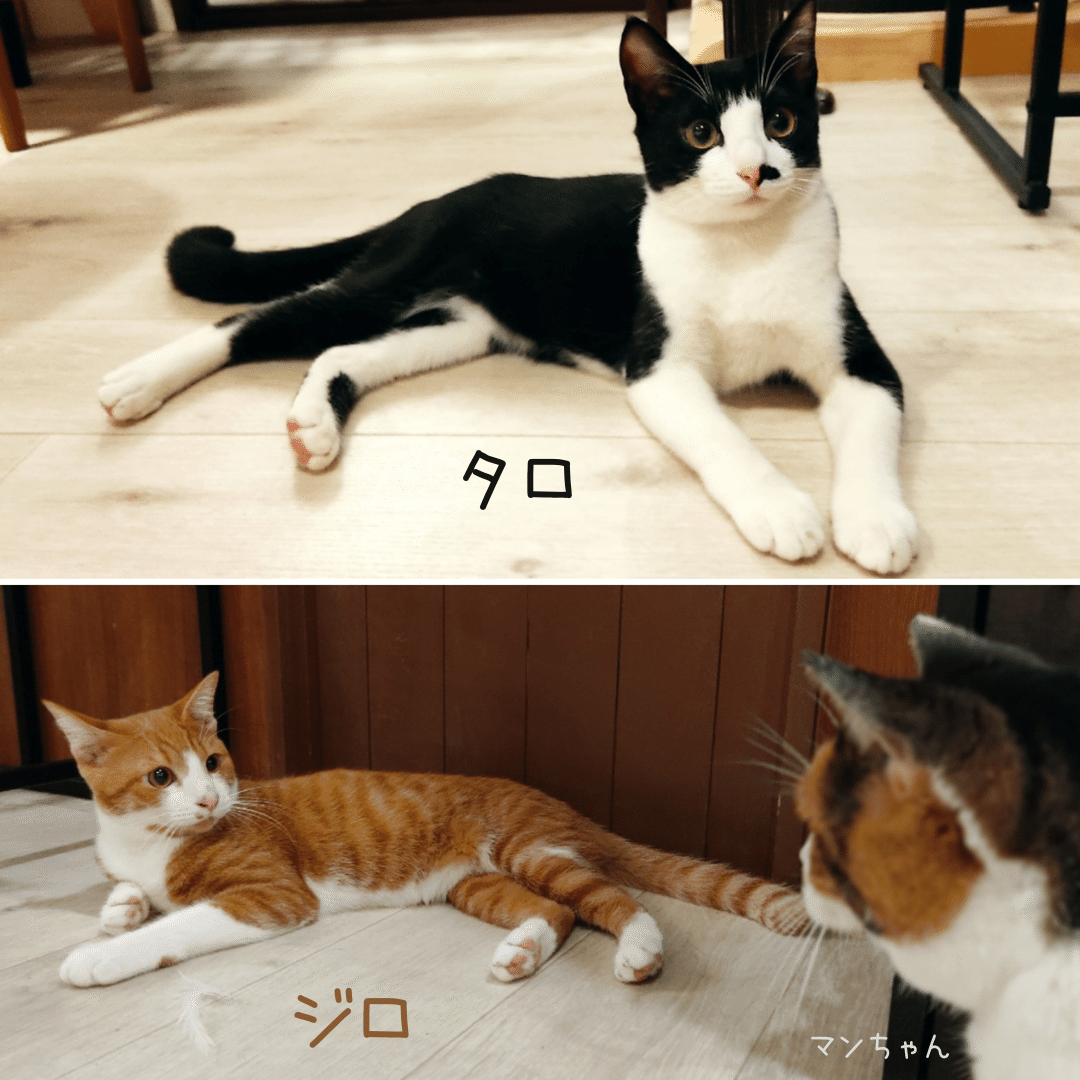 みんなの名前 いきもの画家 Poppo Note