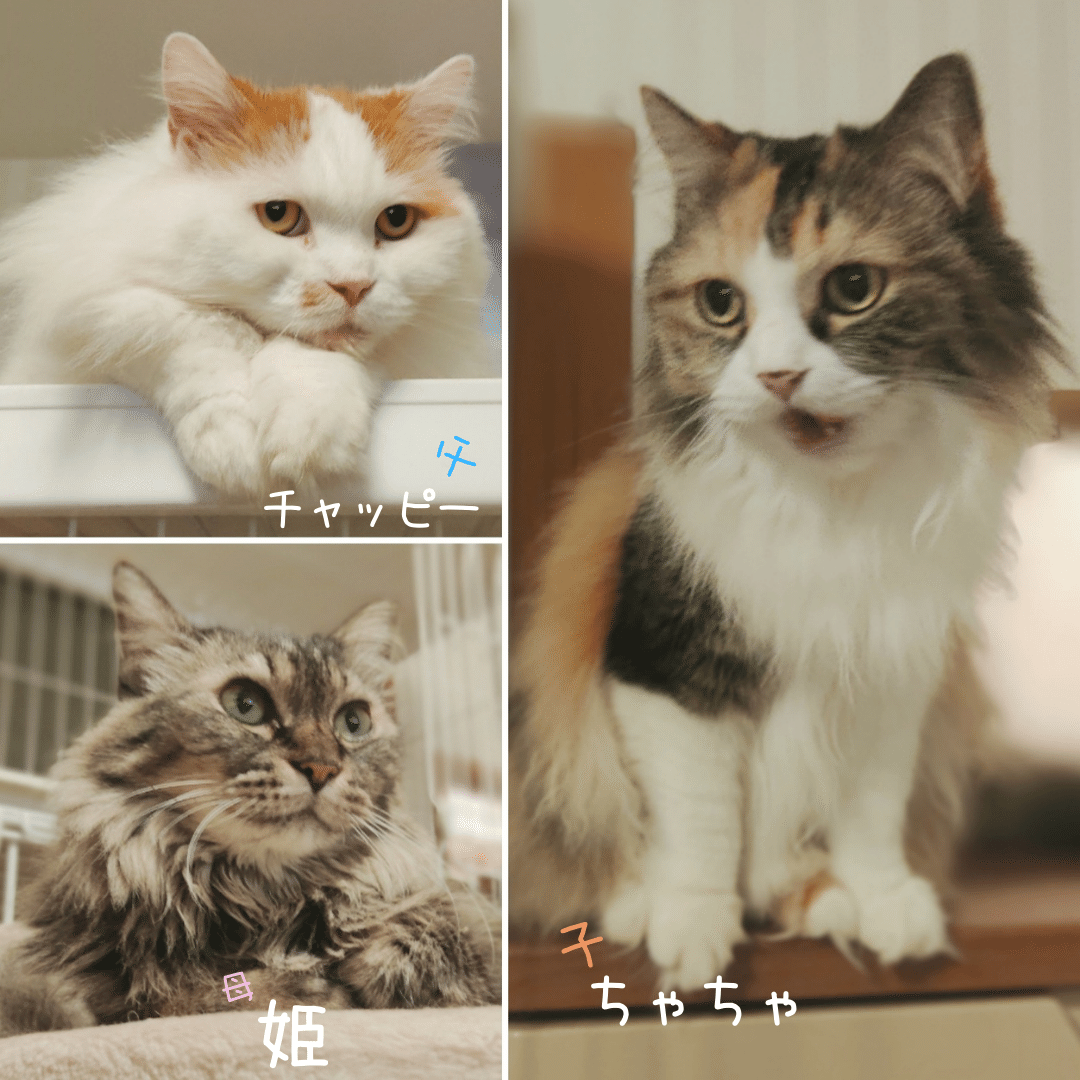 みんなの名前 いきもの画家 Poppo Note