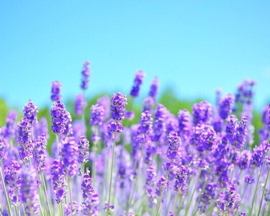 今日の花 12 2 ラベンダー 花言葉 沈黙 私に答えてください 期待 不信感 疑惑 恋をすることは苦しむことだ 苦しみたくないなら恋をしてはいけない でもそうすると恋をしていないということでまた苦 だー Note