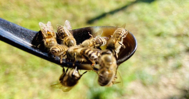 ハチミツに群がるミツバチ