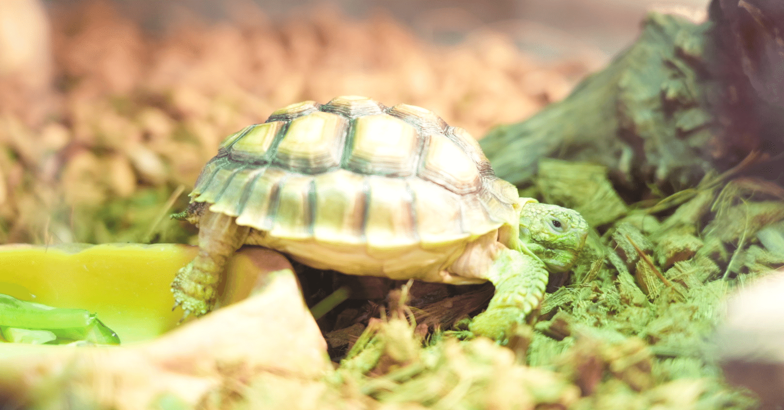 経営計画立てるなら、「亀」を飼おう｜岡﨑拓也
