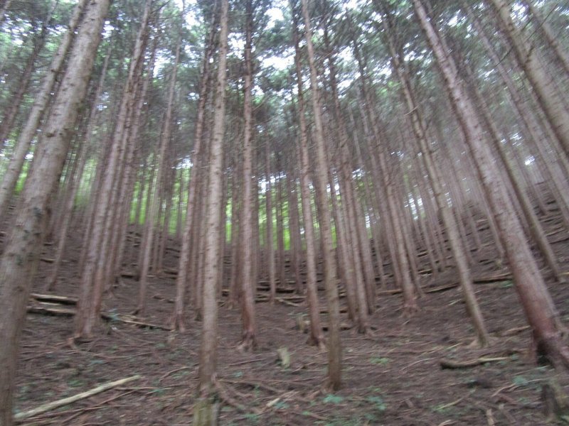02-1_間伐不足により下層植生が衰退している人工林