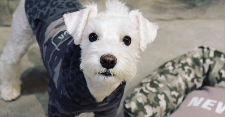 ワンちゃん入店OKです｜くぼしんご SQL_interior