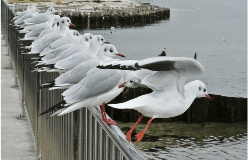 季語 百合鴎 都鳥 湾岸ウォーク百合鴎におはよう 聖路加の病室見上ぐは都鳥 Twitterの俳句お題で詠んだニ句 推敲なし 求むご意見 または 同じ季語で詠んでみて 紫乃 Note