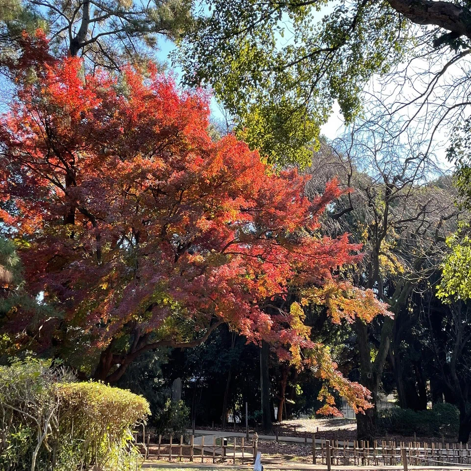 上野エリアで紅葉さんぽ｜上野案内所