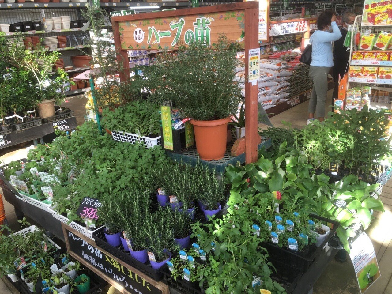 沖縄で出会ったハーブたち 帰ってきて作った料理は ハーブおじさん Note 沖縄で出会ったハーブたち 帰ってきて作った料理は ハーブおじさん Note