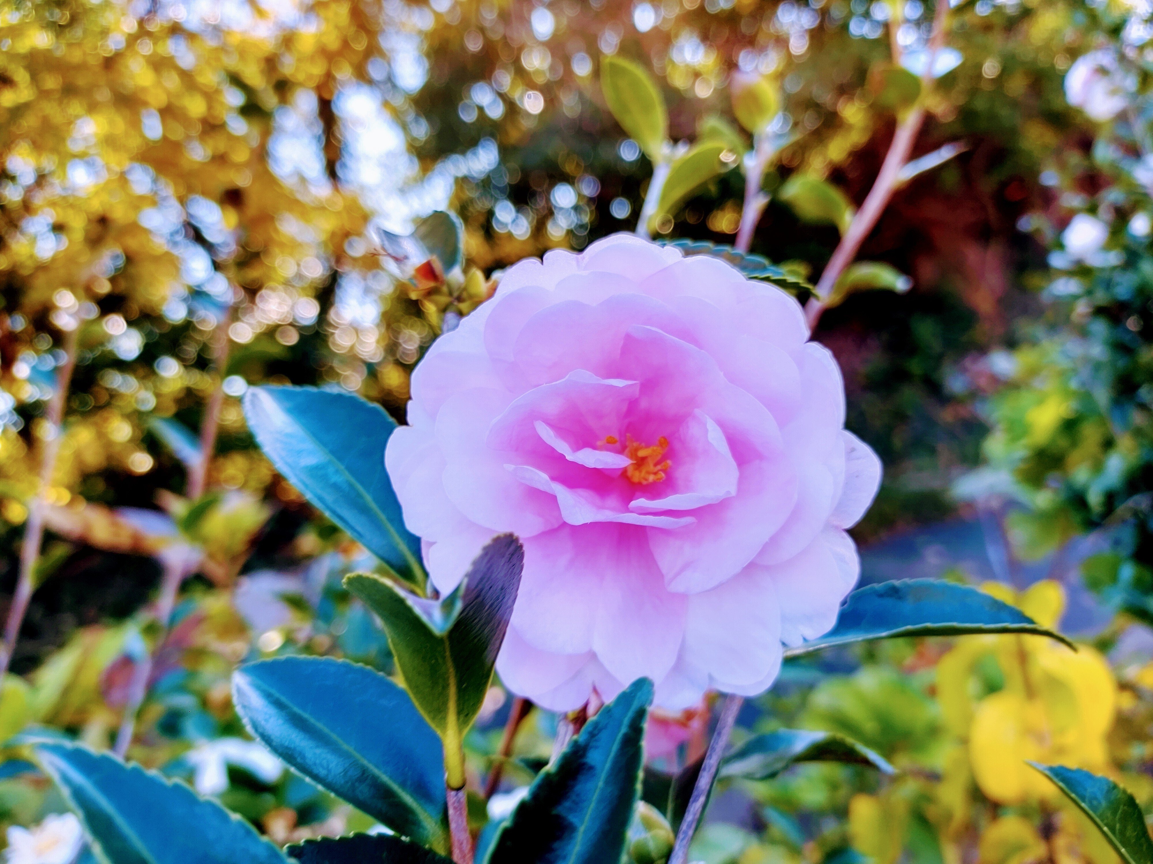 本日の誕生花 の新着タグ記事一覧 Note つくる つながる とどける