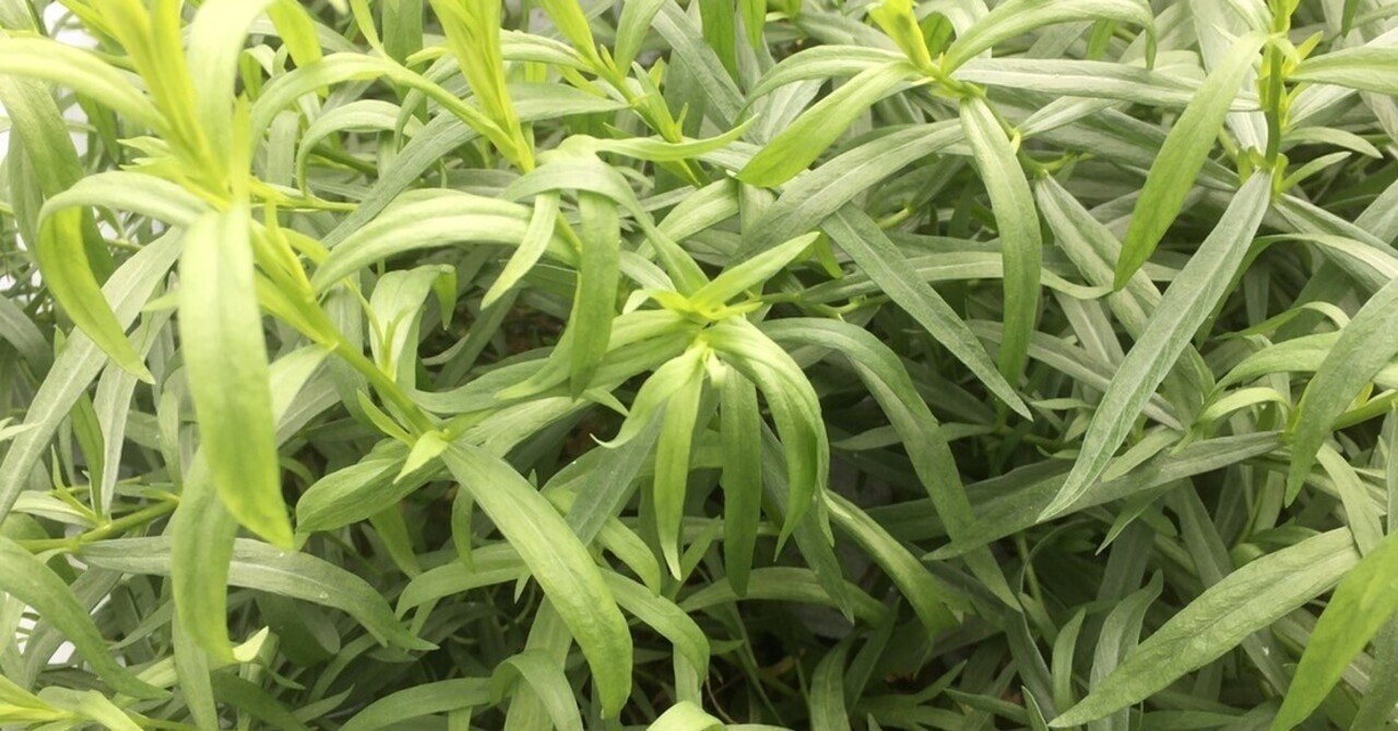 沖縄で出会ったハーブたち 帰ってきて作った料理は ハーブおじさん Note