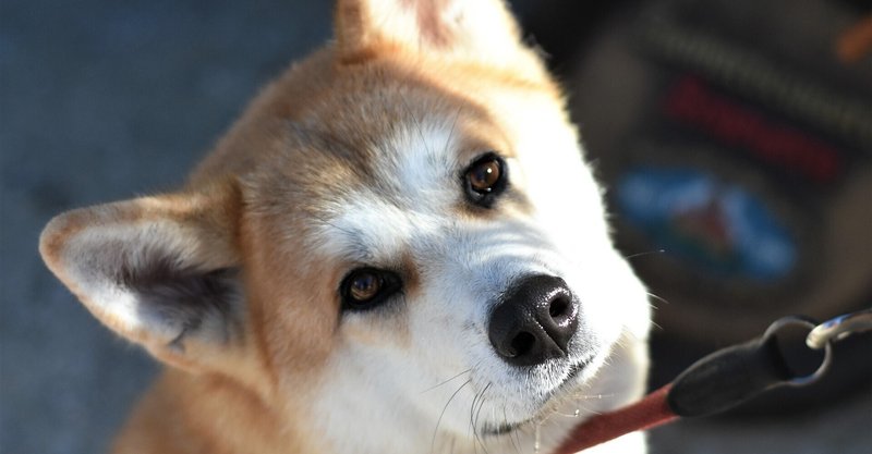 秋田犬5才オス の新着タグ記事一覧 Note つくる つながる とどける 秋田犬5才オス の新着タグ記事一覧 Note つくる つながる とどける