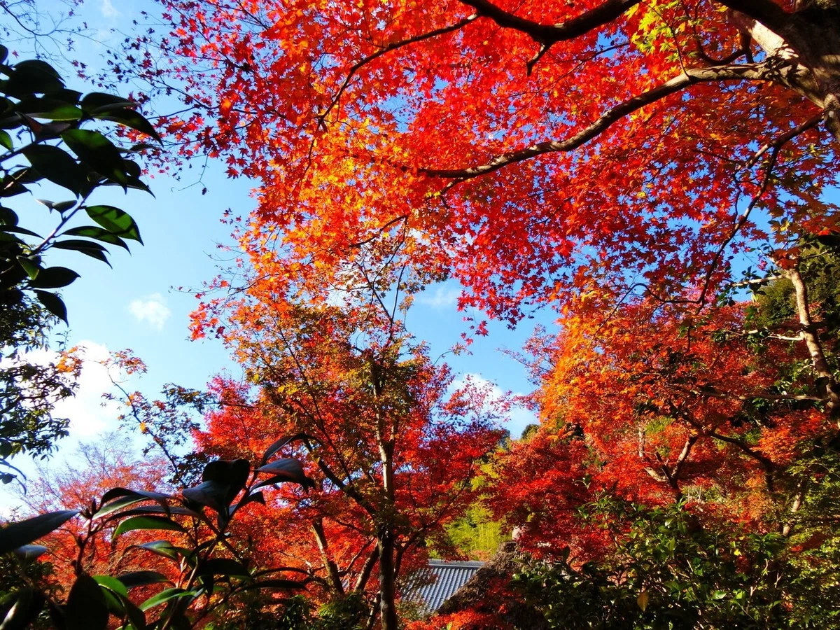 画像14