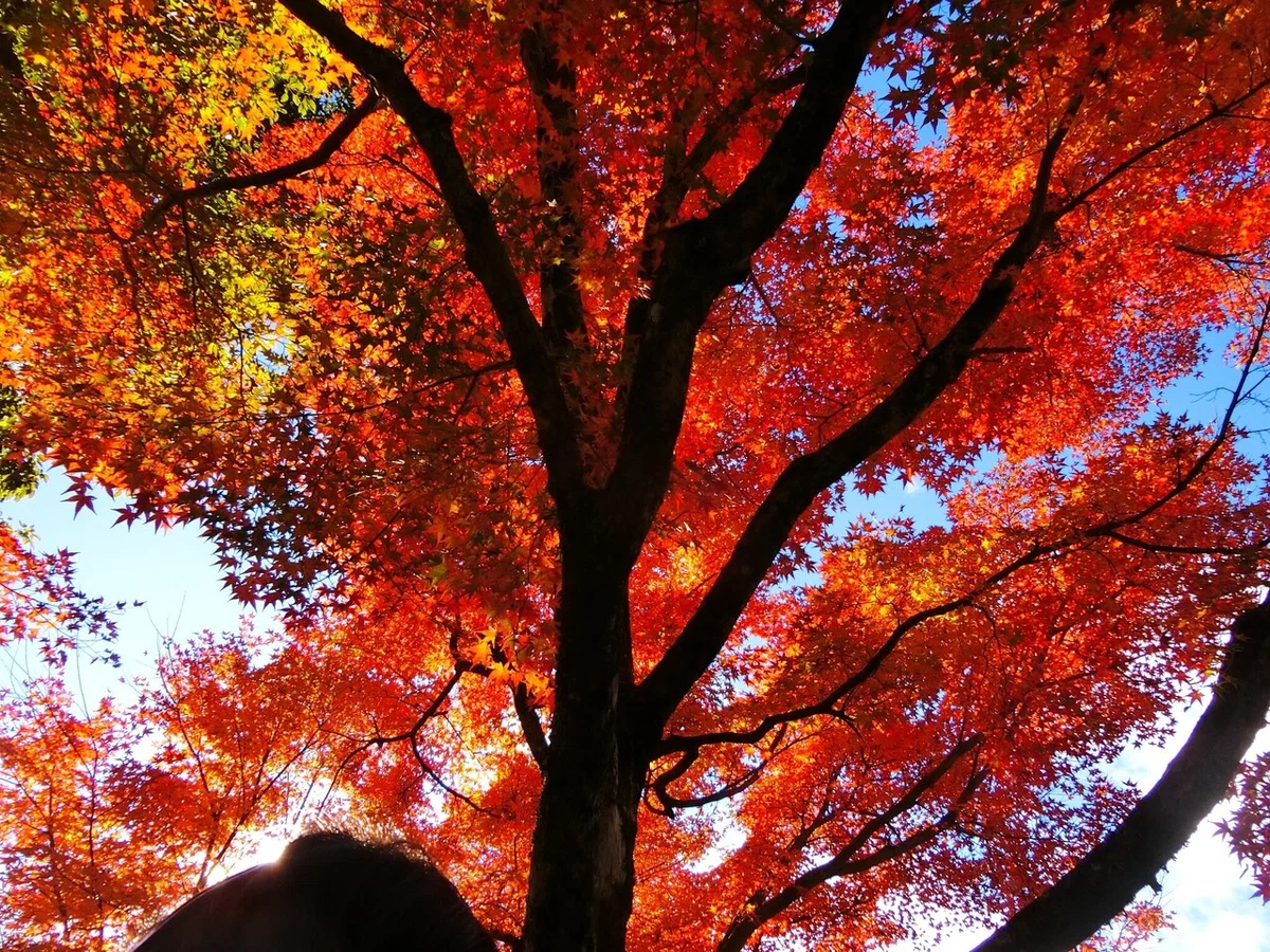 画像27