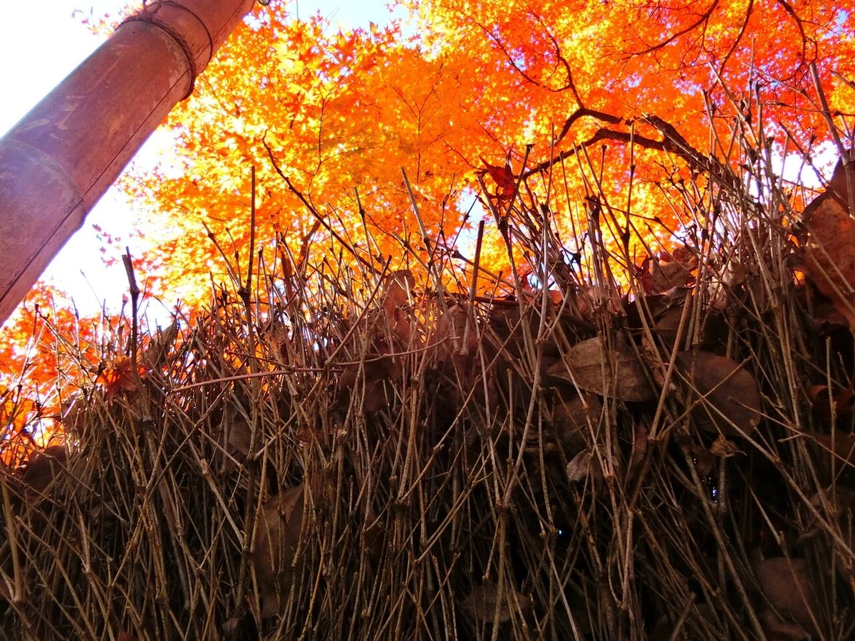 画像29