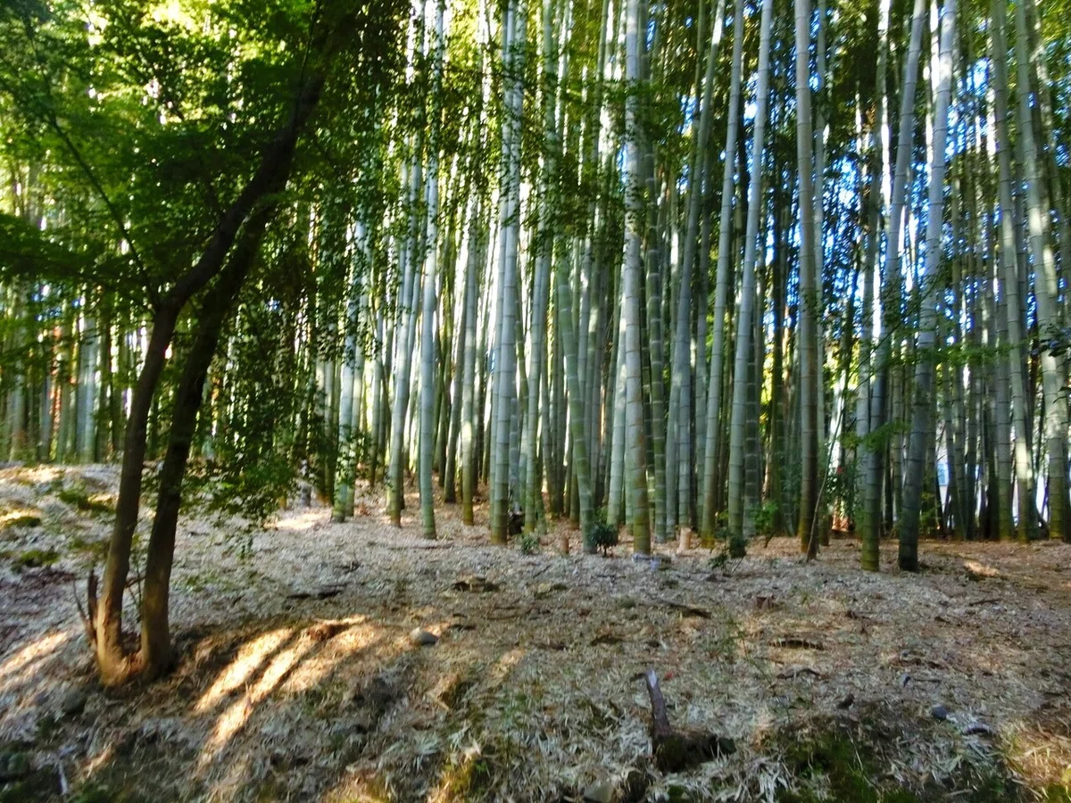 画像17