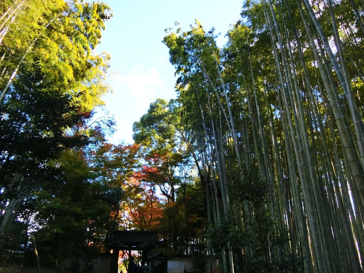 画像41