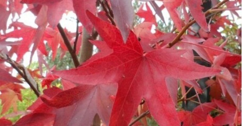 紅葉葉楓（モミジバフウ） - 雑木の庭計画①