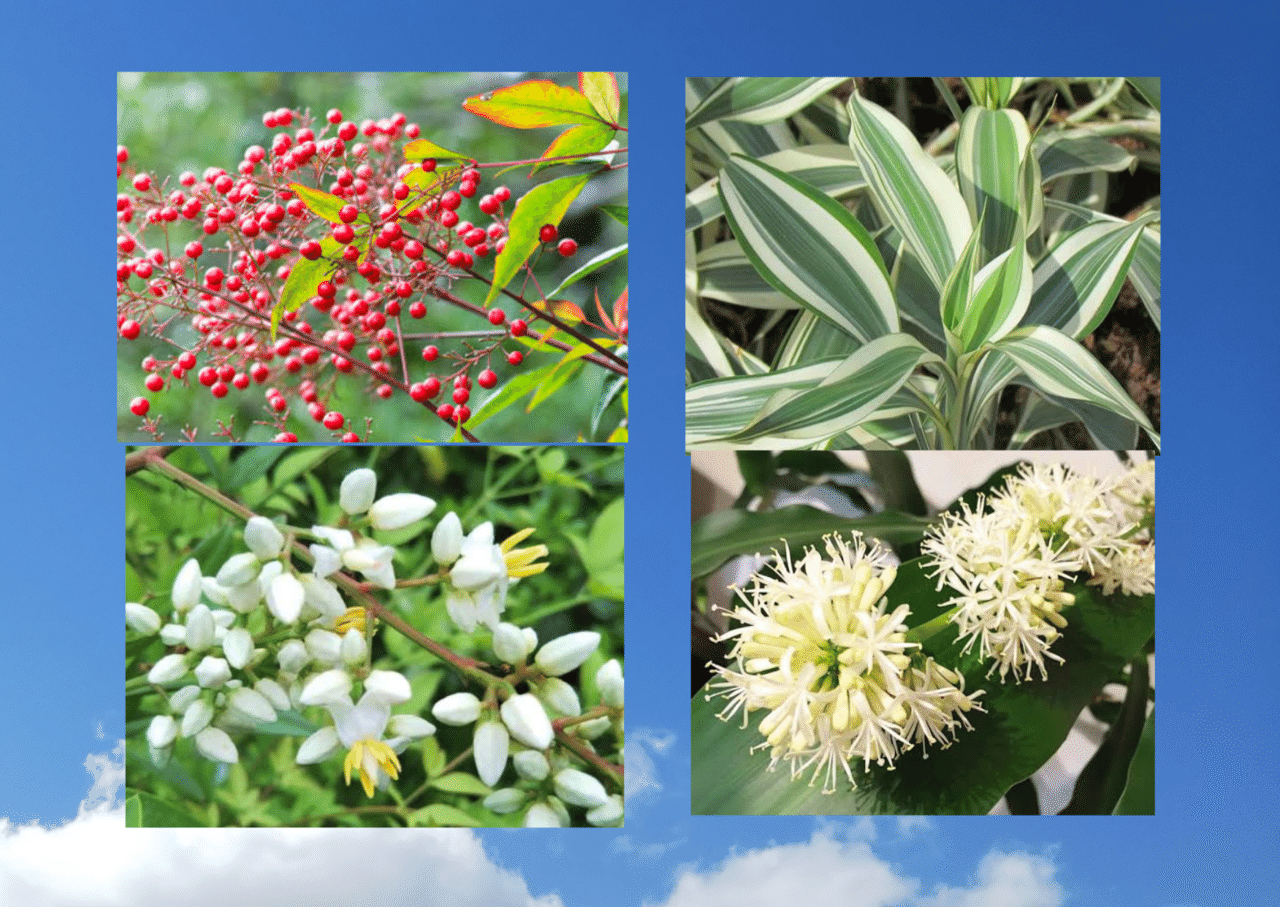 今日の花 12 5 ナンテン 花言葉 私の愛は増すばかり 良い家庭 王国を統治するより家庭を治めるほうが困難である モンテーニュ ドラセナ 花言葉 幸福 男は自分が幸福にしてやれる女しか愛 だー Note