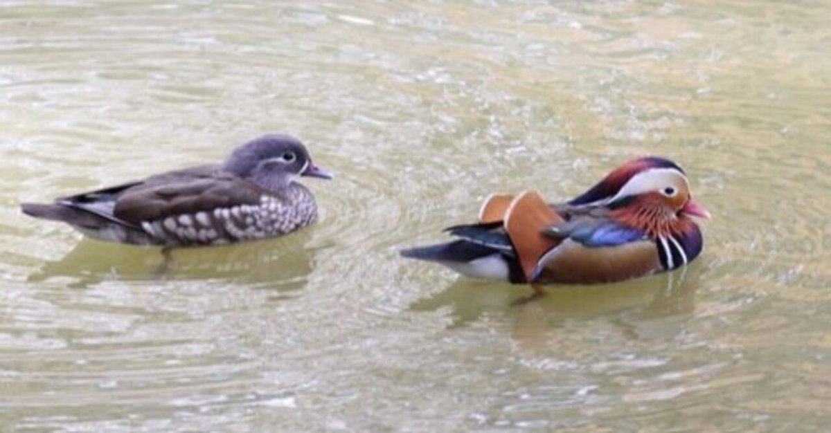 第1855回 鴛鴦夫婦のオシドリ｜翆野 大地 