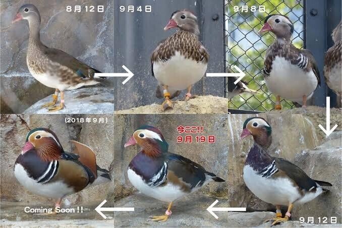 第1855回 鴛鴦夫婦のオシドリ｜翆野 大地