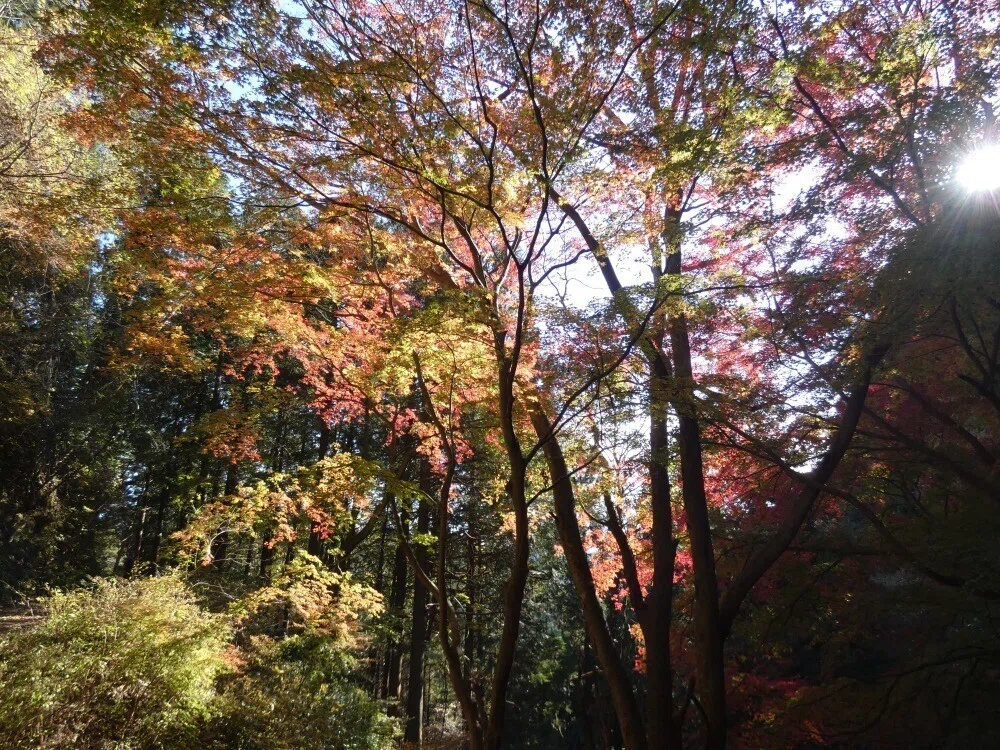 画像18