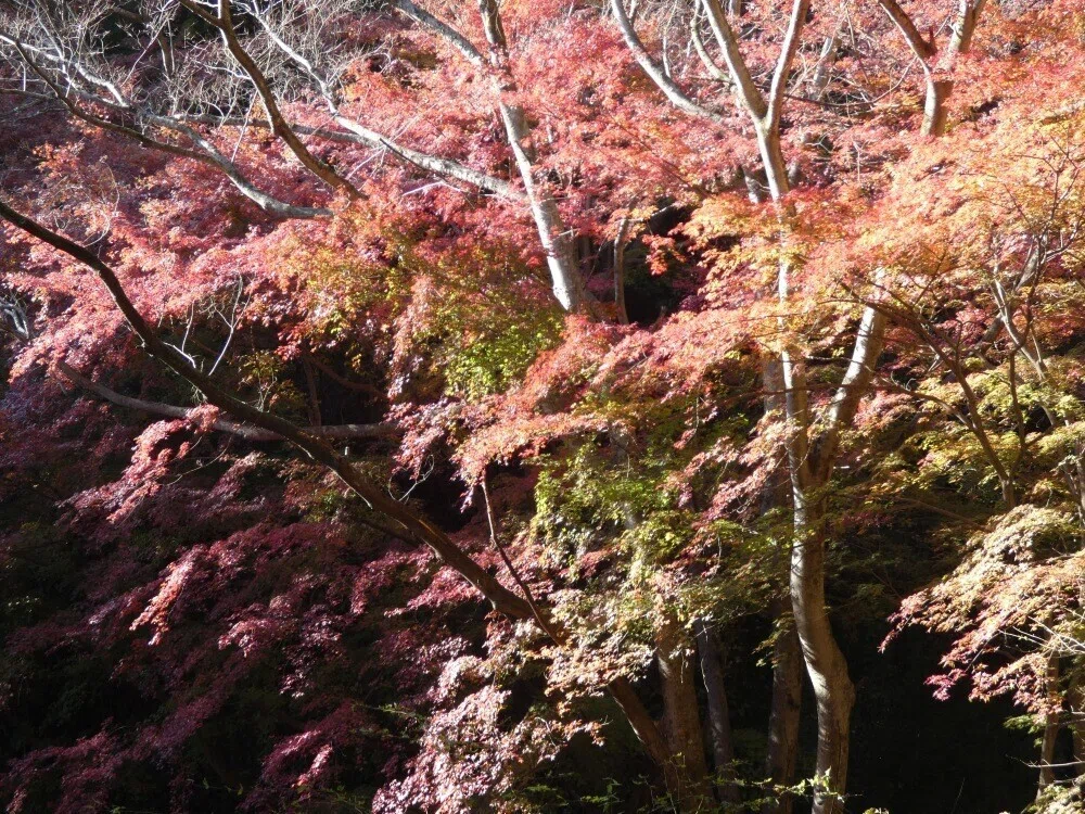 画像20