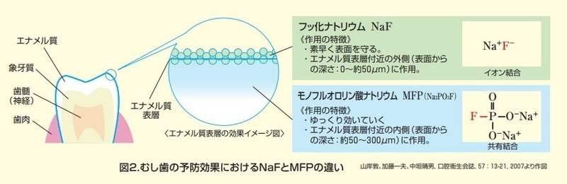 歯のお話 ２ 歯磨き粉のフッ素 とある歯科デザイナー Note