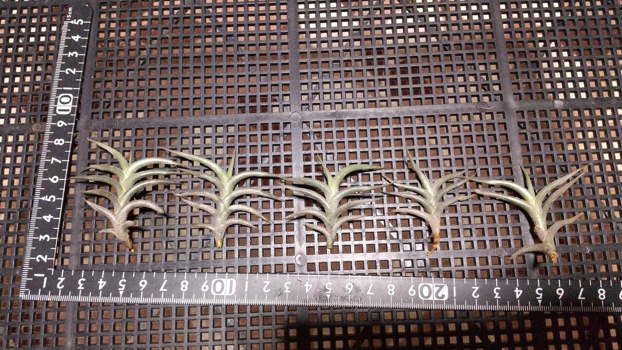 チランジア入荷リスト11/30｜NatureGarden🌿神田