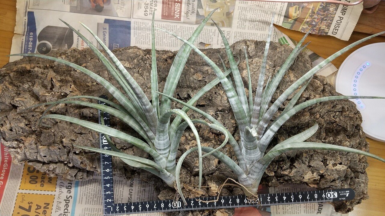 チランジア入荷リスト11/30｜NatureGarden🌿神田