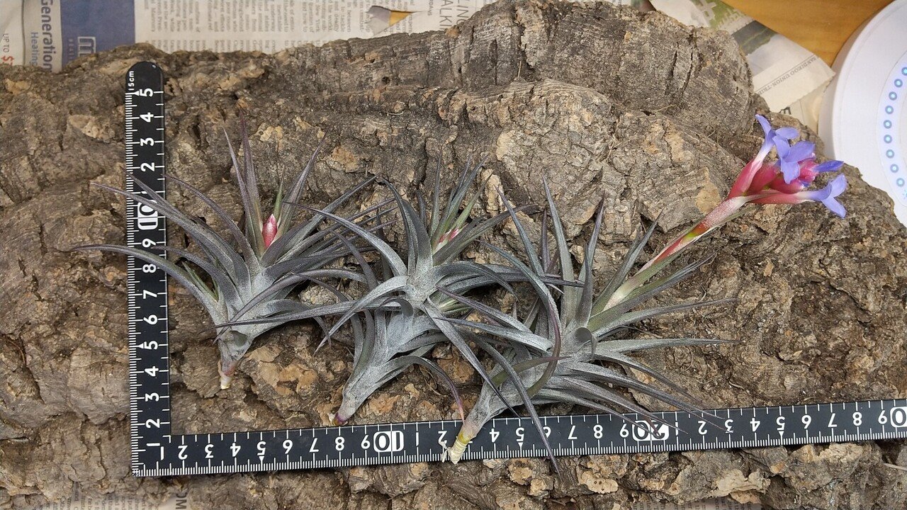 Tillandsia ギリエシー② Yahoo!オークション -「ギリエシー」(花、園芸) の落札相場