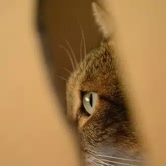 うた