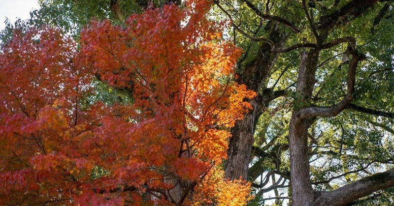 冬紅葉 の新着タグ記事一覧 Note つくる つながる とどける