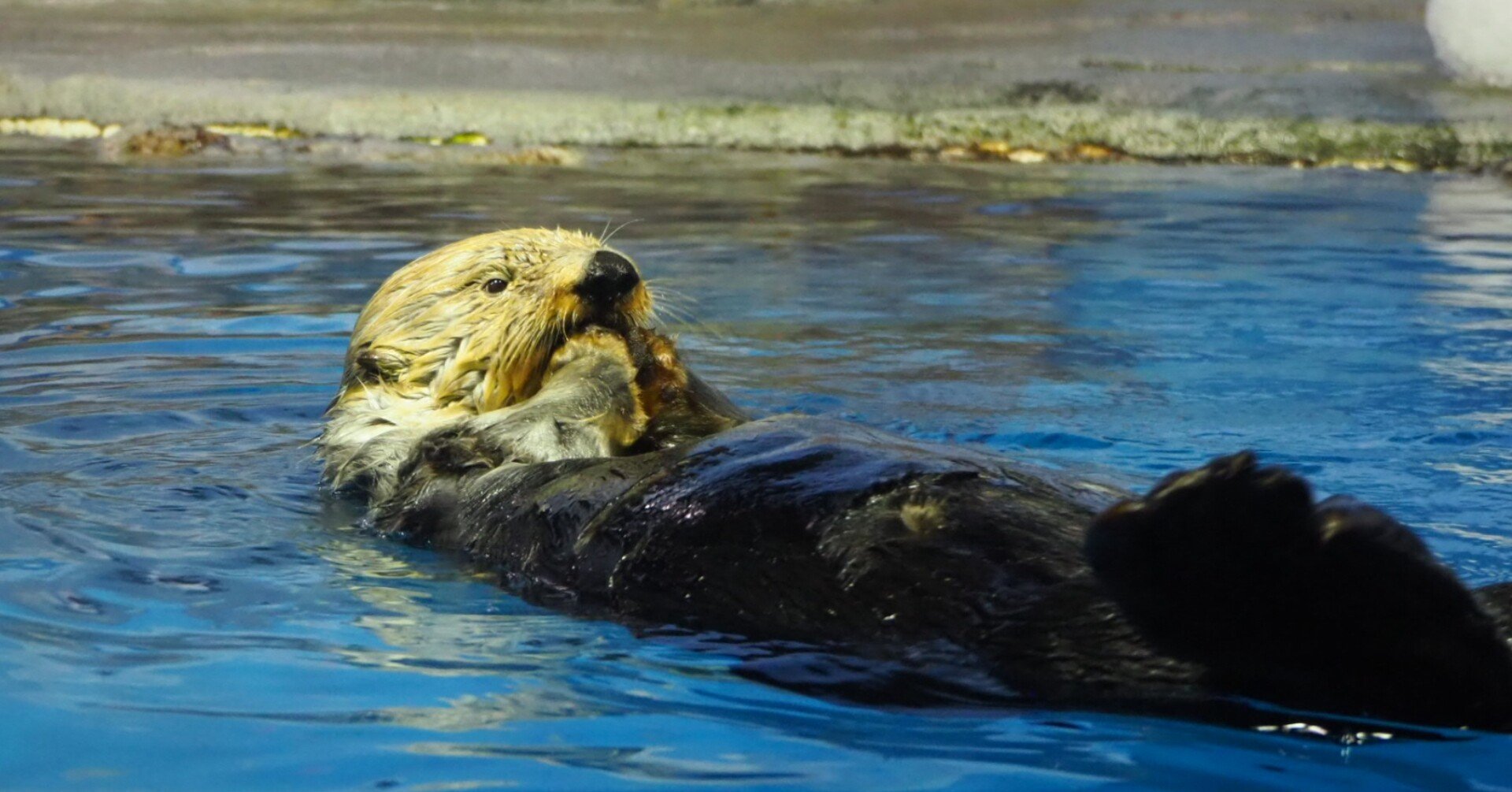 思い出9】新潟市水族館 マリンピア日本海｜haru