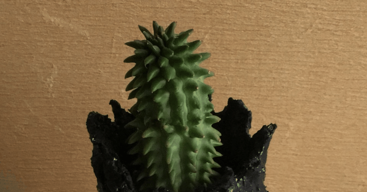 手に乗る お気に入りのサボテンを手乗り鉢に植えて ペット化 しよう ぴざぁる 職業訓練校webデザイナー科日記書いてます Note