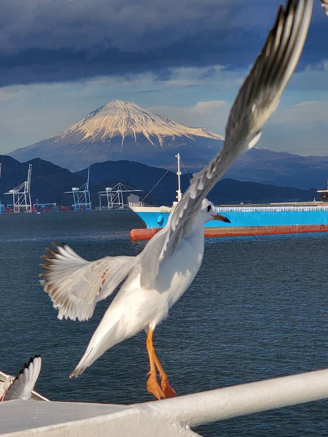 ウミネコもカモメ科の仲間です の新着タグ記事一覧 Note つくる つながる とどける