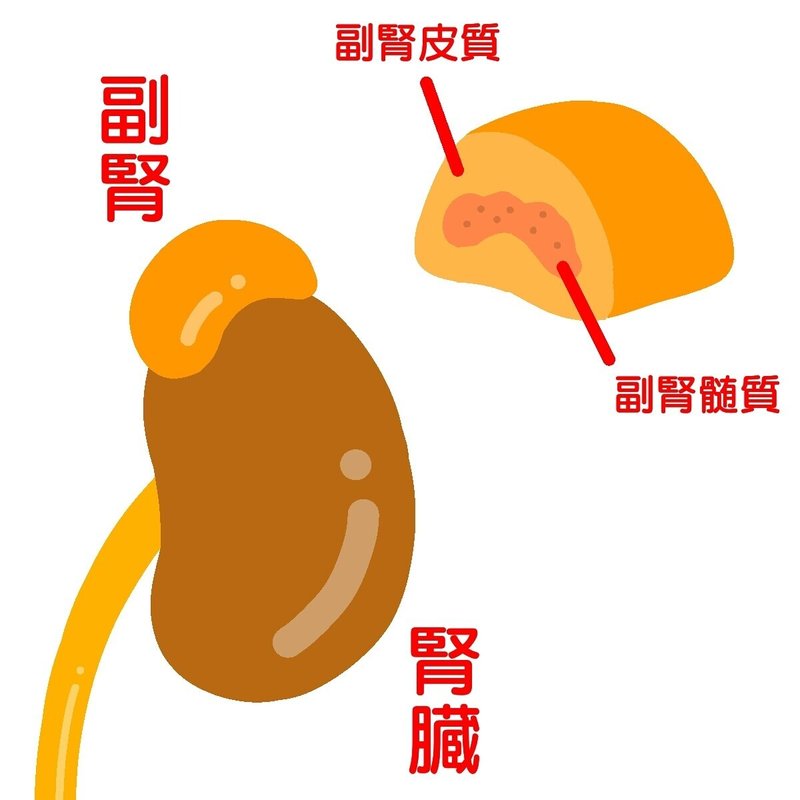副腎