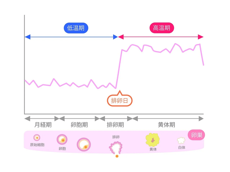 生理周期