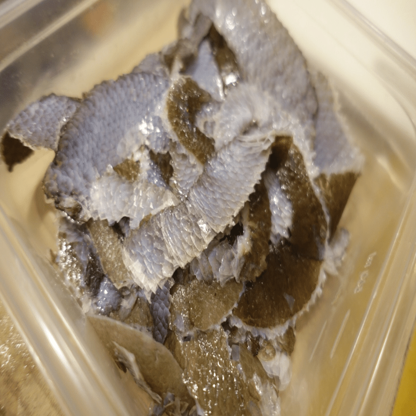 夢にまでみた頭料理 クエをまるごと食べた会 マツダミキヲ 料理人 Note