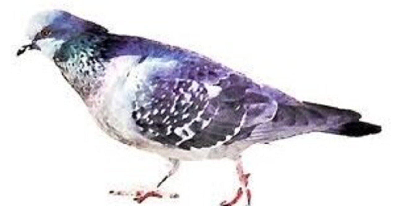 第1856回 一般的なハト｜翆野 大地