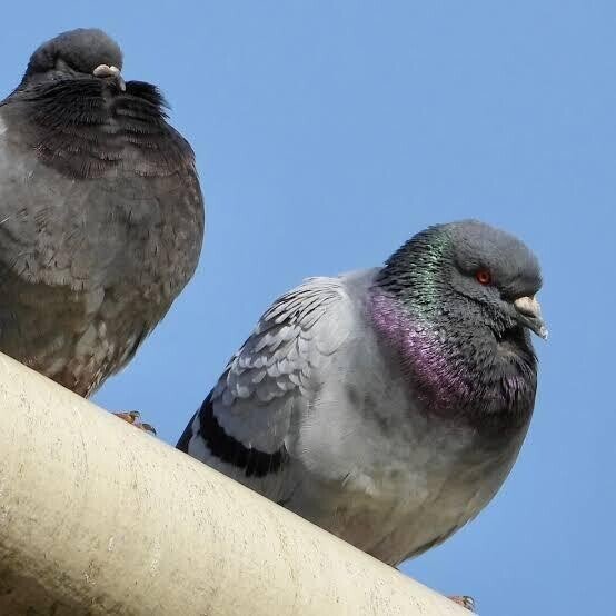第1856回 一般的なハト｜翆野 大地
