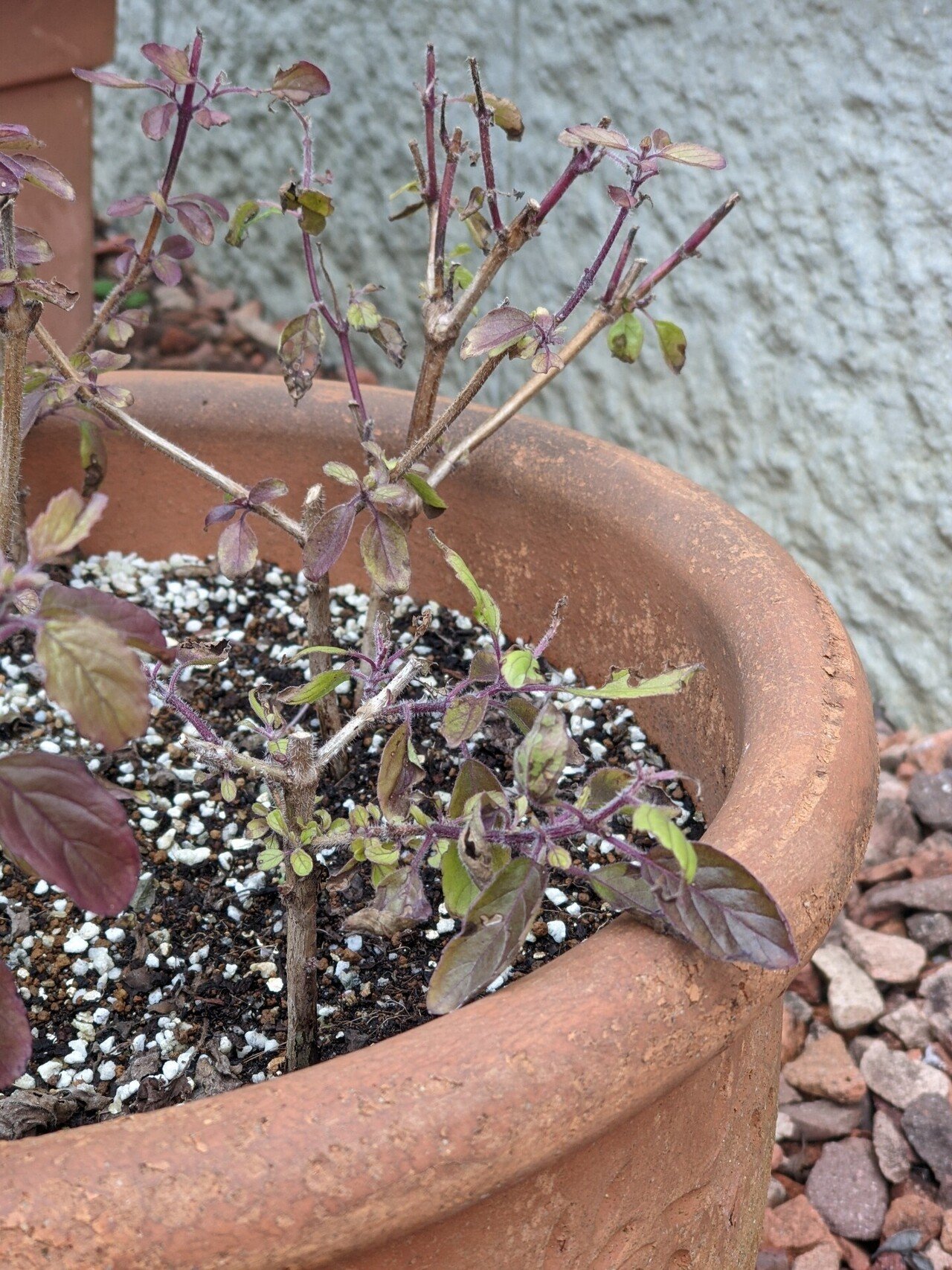 ホーリーバジル栽培日記229日目 わをん Note