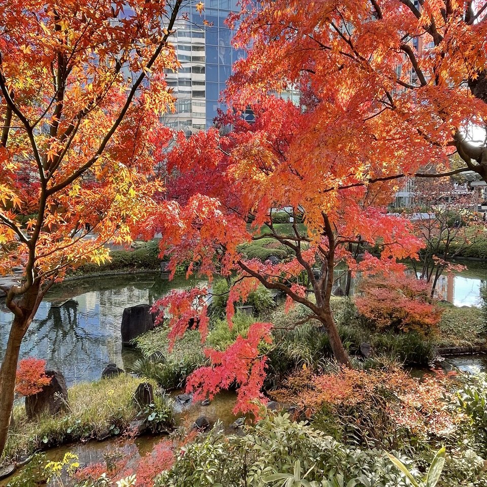 紅葉前線 毛利庭園 Pono Note