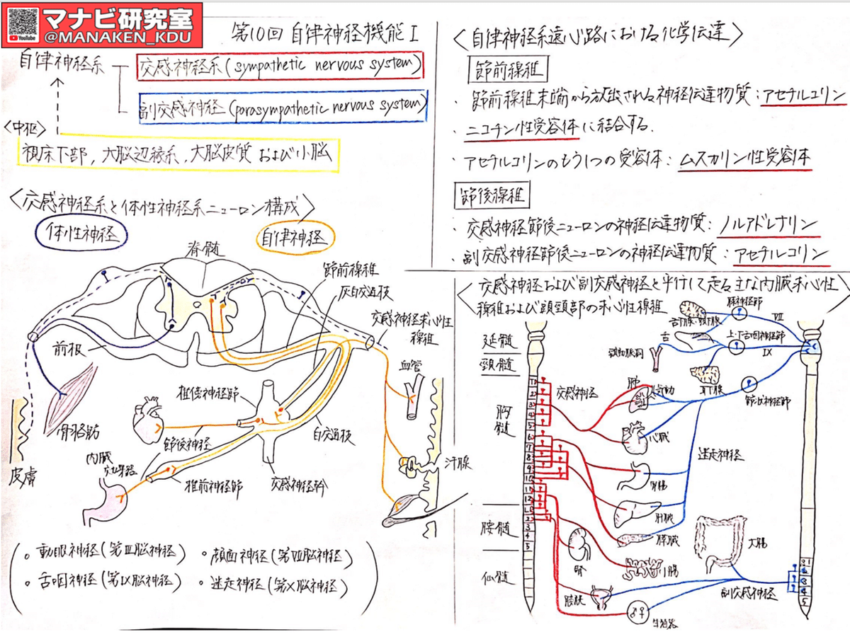 九歯大学生さんからの講義グラレコ紹介：自律神経機能Ⅰ 2021