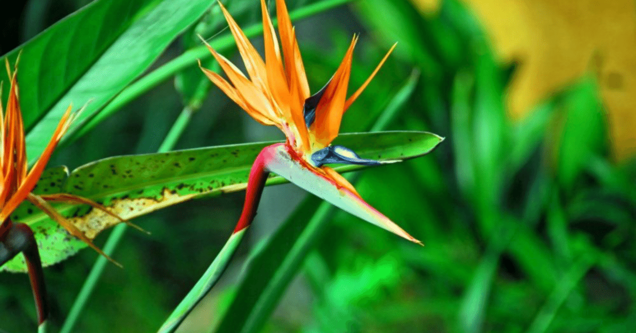 11 23の誕生花と花言葉 17 Nkma 22 3 22 記事投稿81日連続 Note 11 23の誕生花と花言葉 17 Nkma 22 3 22 記事投稿81日連続 Note