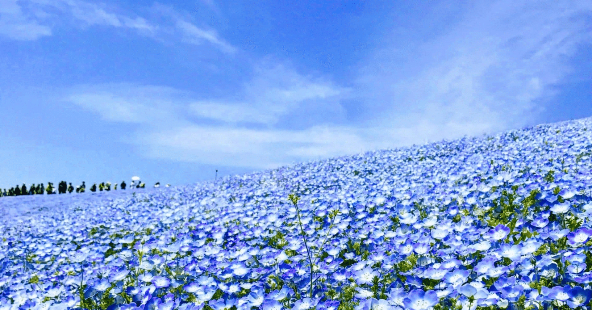 小紋】たくさんの花 | namira.mc
