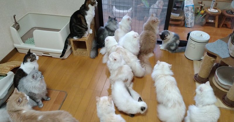 猫カフェジュエリー の新着タグ記事一覧 Note つくる つながる とどける