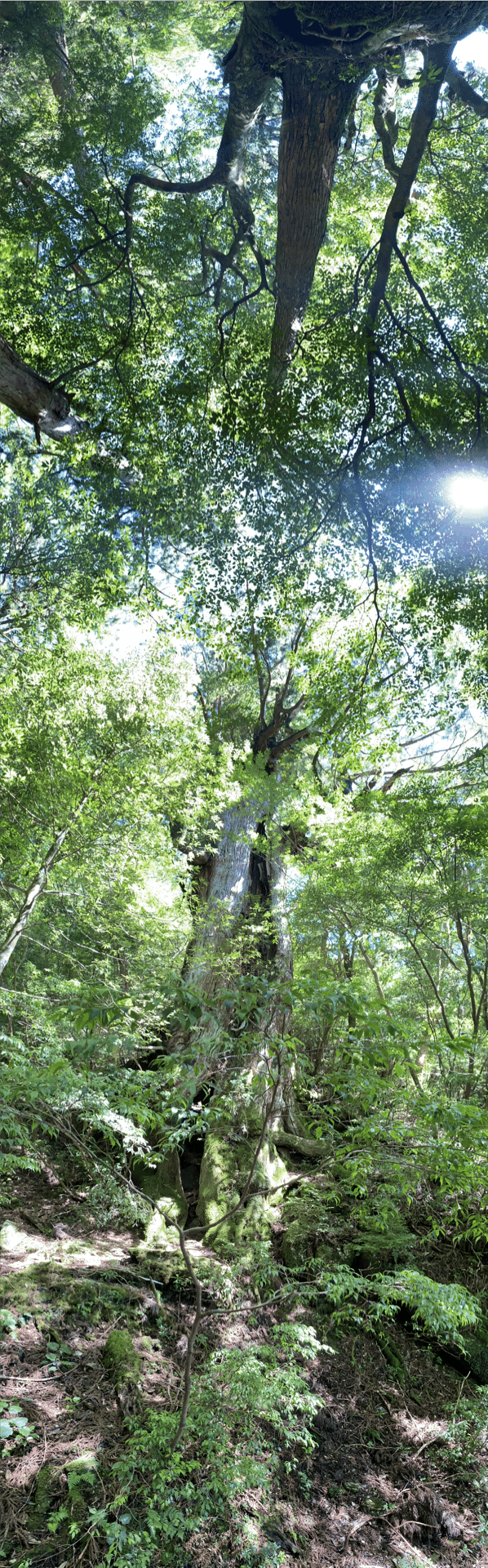 縄文杉。1,000年以上の樹林がある木が今では数少ないのが非常に残念です。