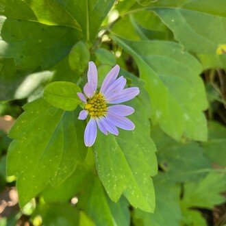 なな艸 (ななくさ)