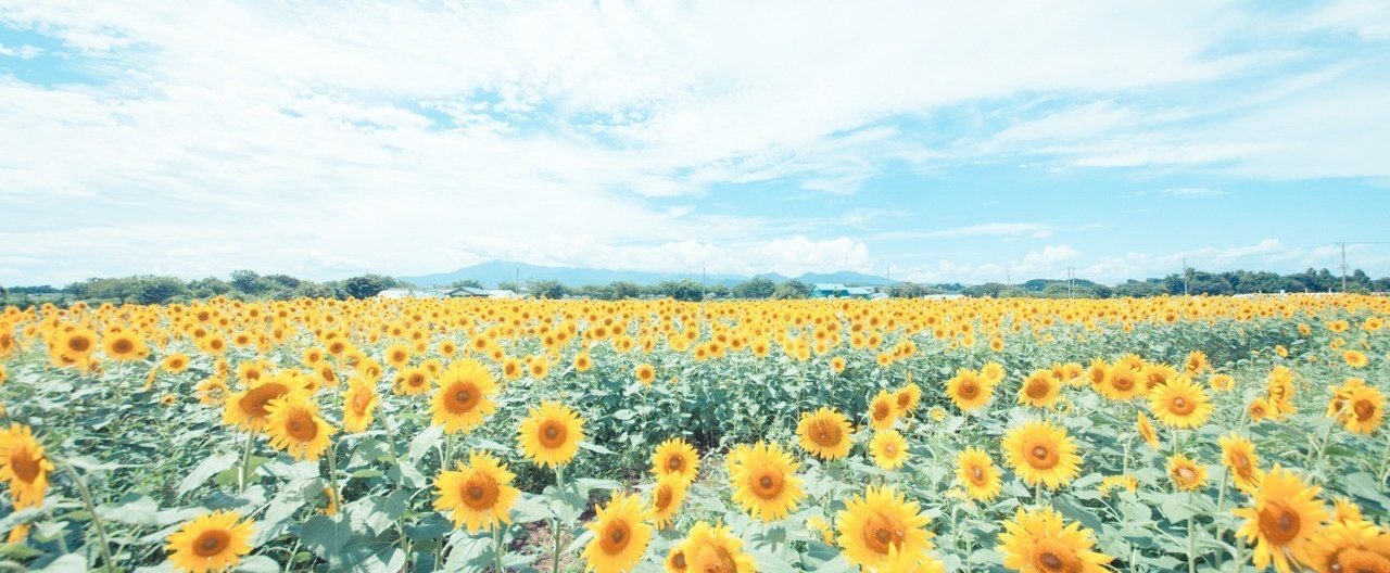 怒り下手と怒り上手の見分け方 シン Note